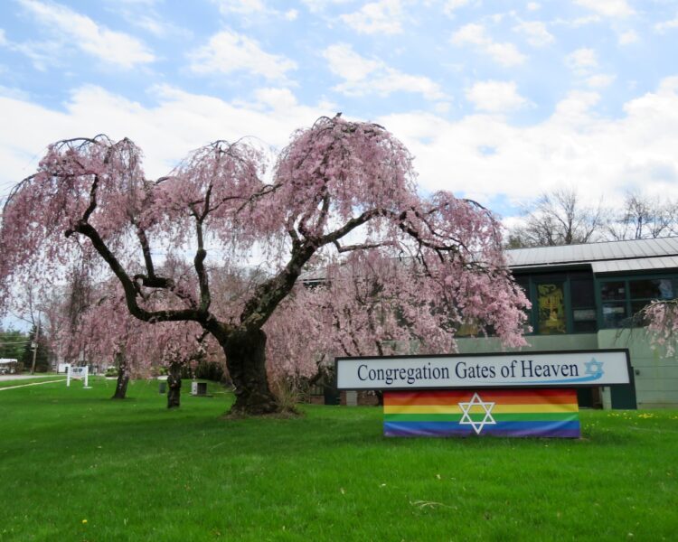 May contain a large flowering tree with pink blossoms, a sign that says "Congregation Gates of Heaven", and a rainbow flag with a Star of David.
